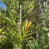 Podocarpus Mood Ring - 33cm Pot