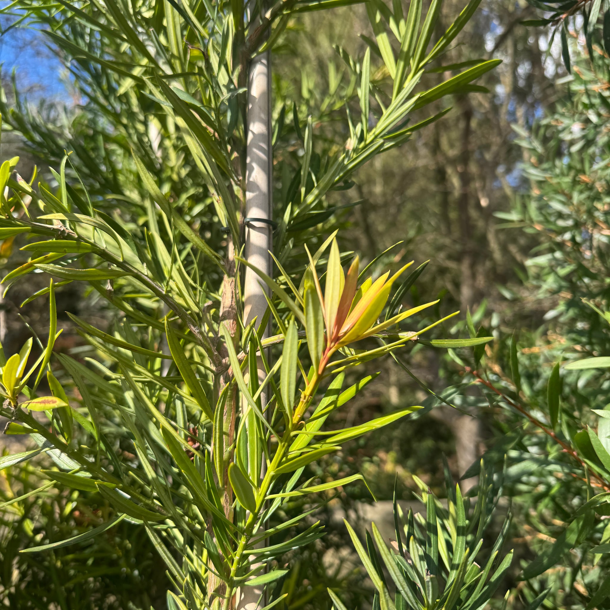 Podocarpus Mood Ring - 33cm Pot