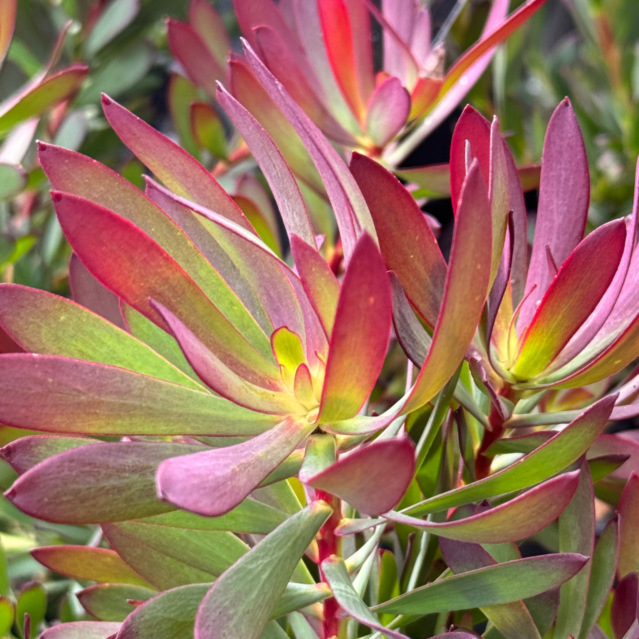 Leucadendron Devils Blush - 14cm Pot