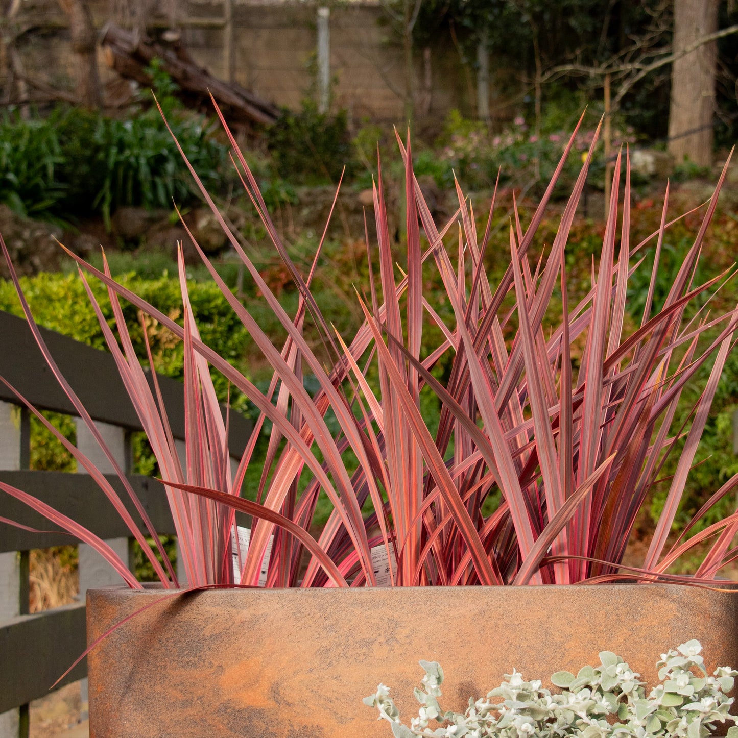 Cordyline Electric Pink - 17cm Pot