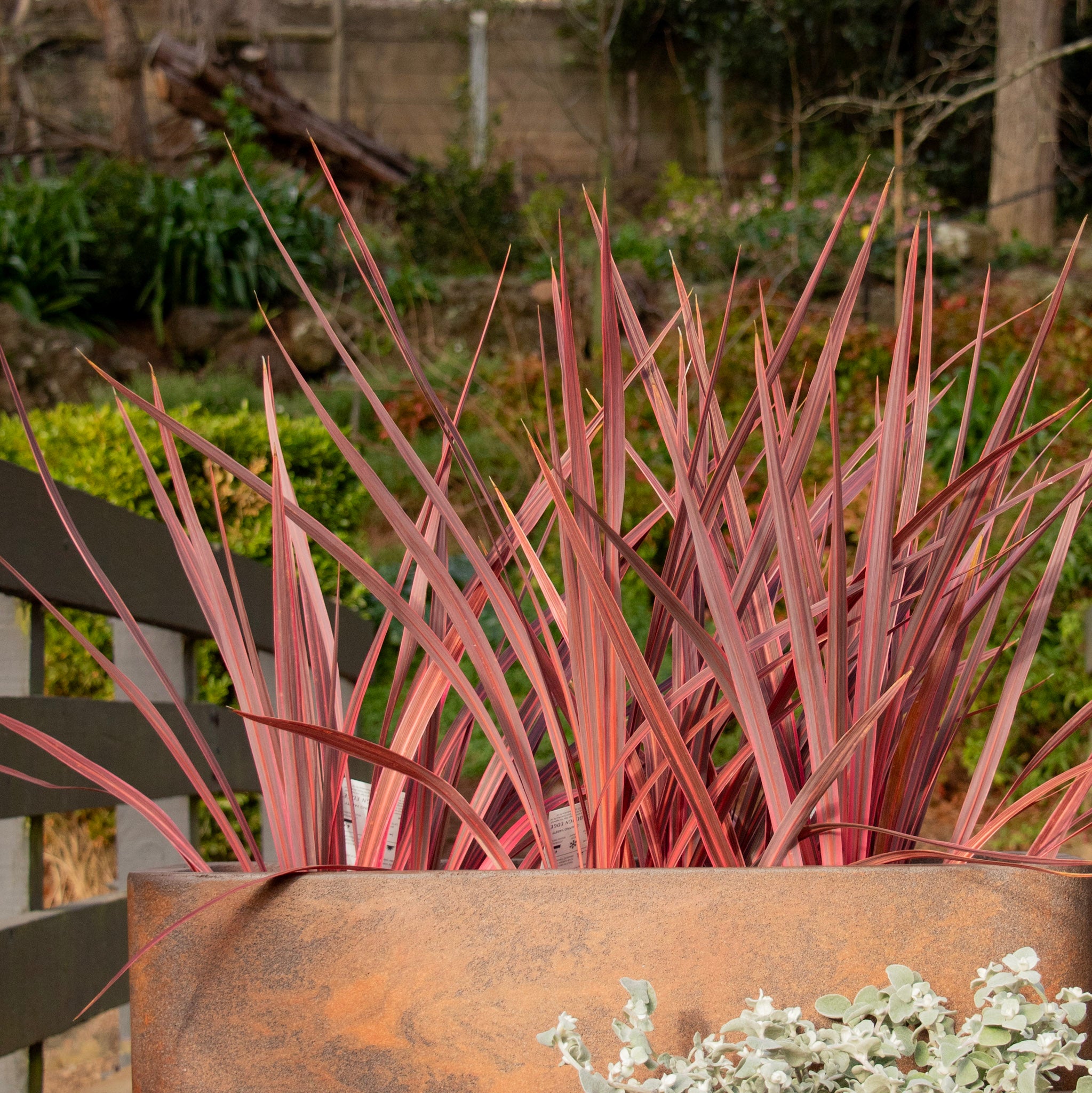 Cordyline Electric Pink - 17cm Pot