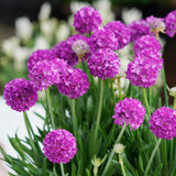 Dreameria Vivid Dreams - 14cm Pot