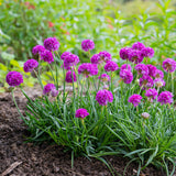 Dreameria Vivid Dreams - 14cm Pot