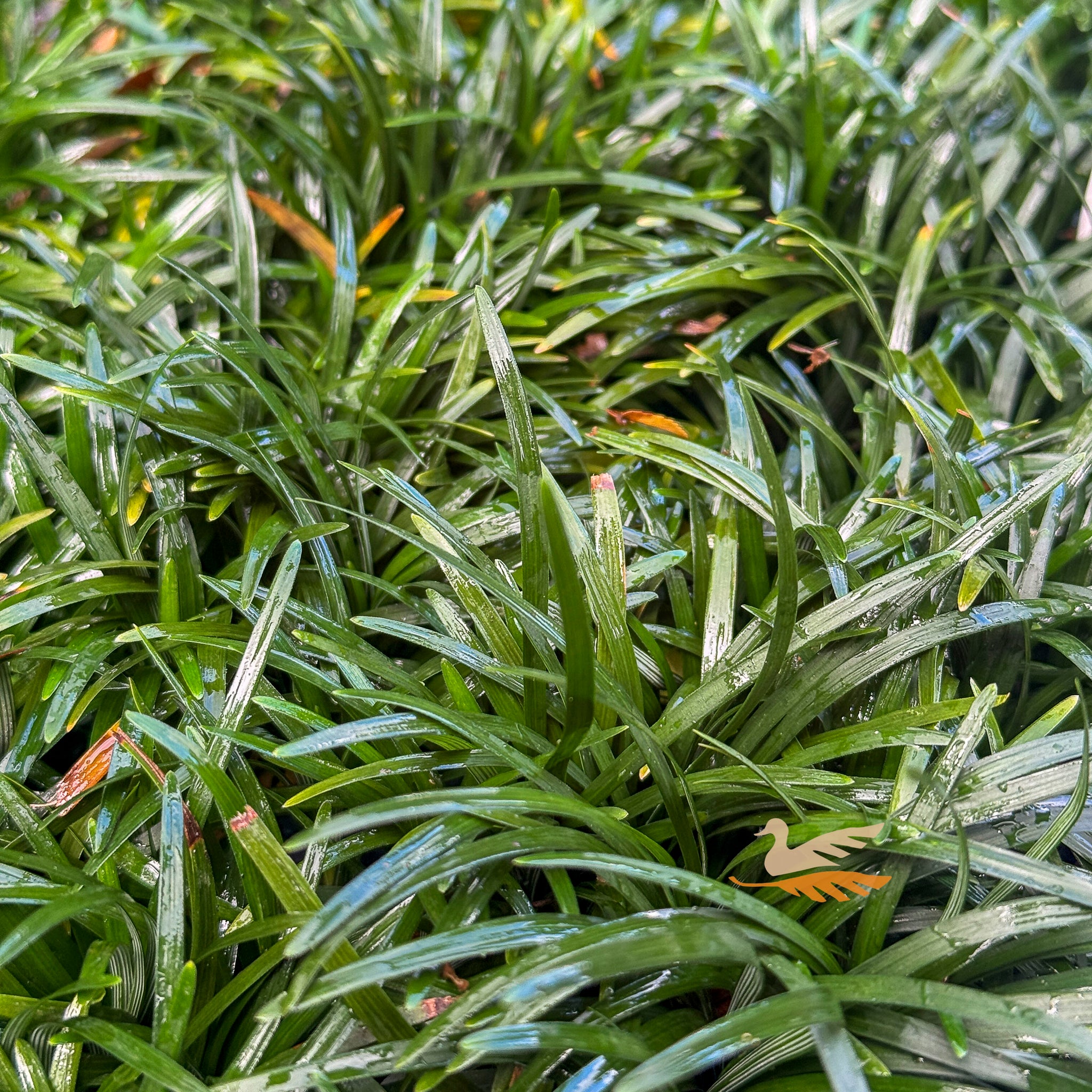 Dwarf Mondo Grass - 10cm Pot