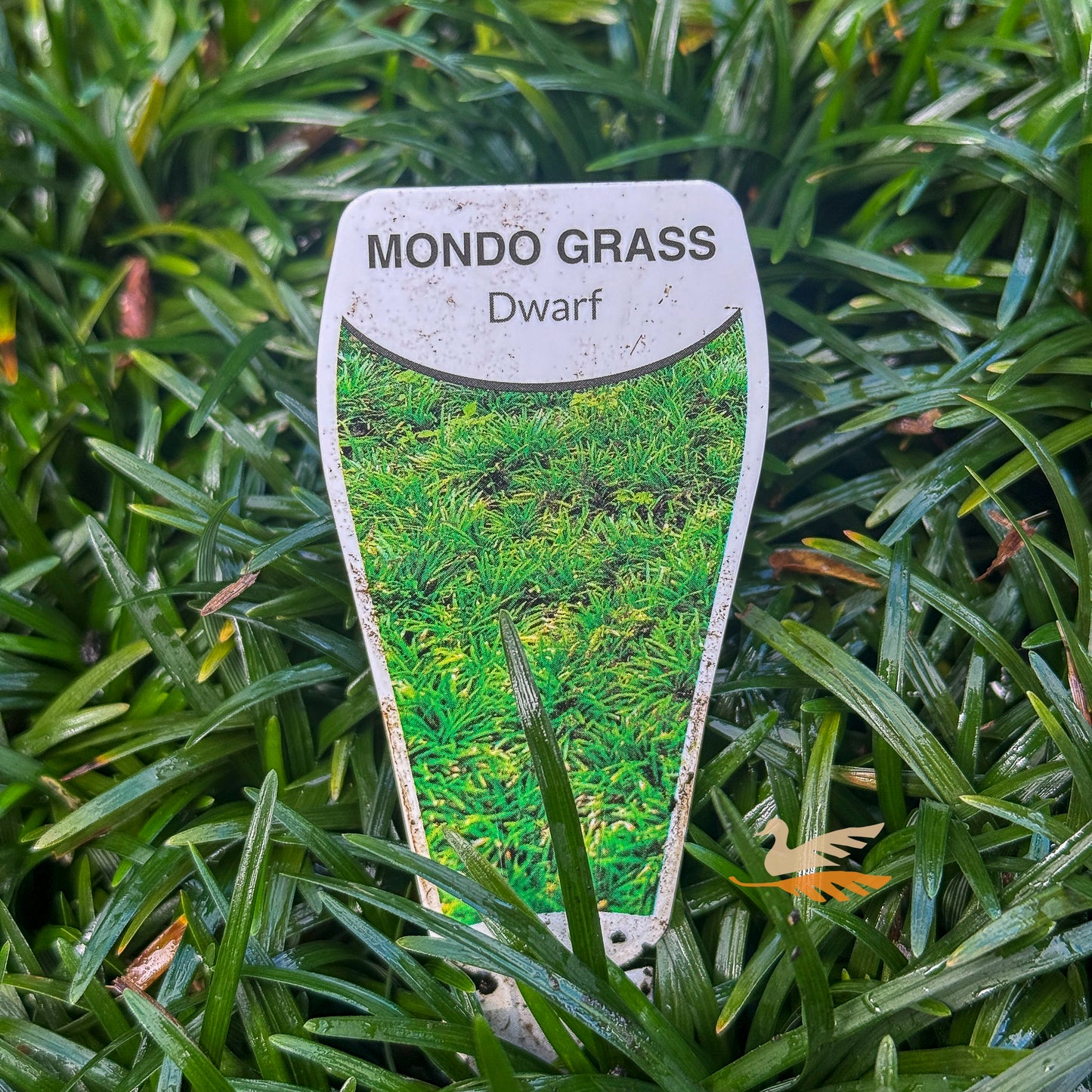Dwarf Mondo Grass - 10cm Pot