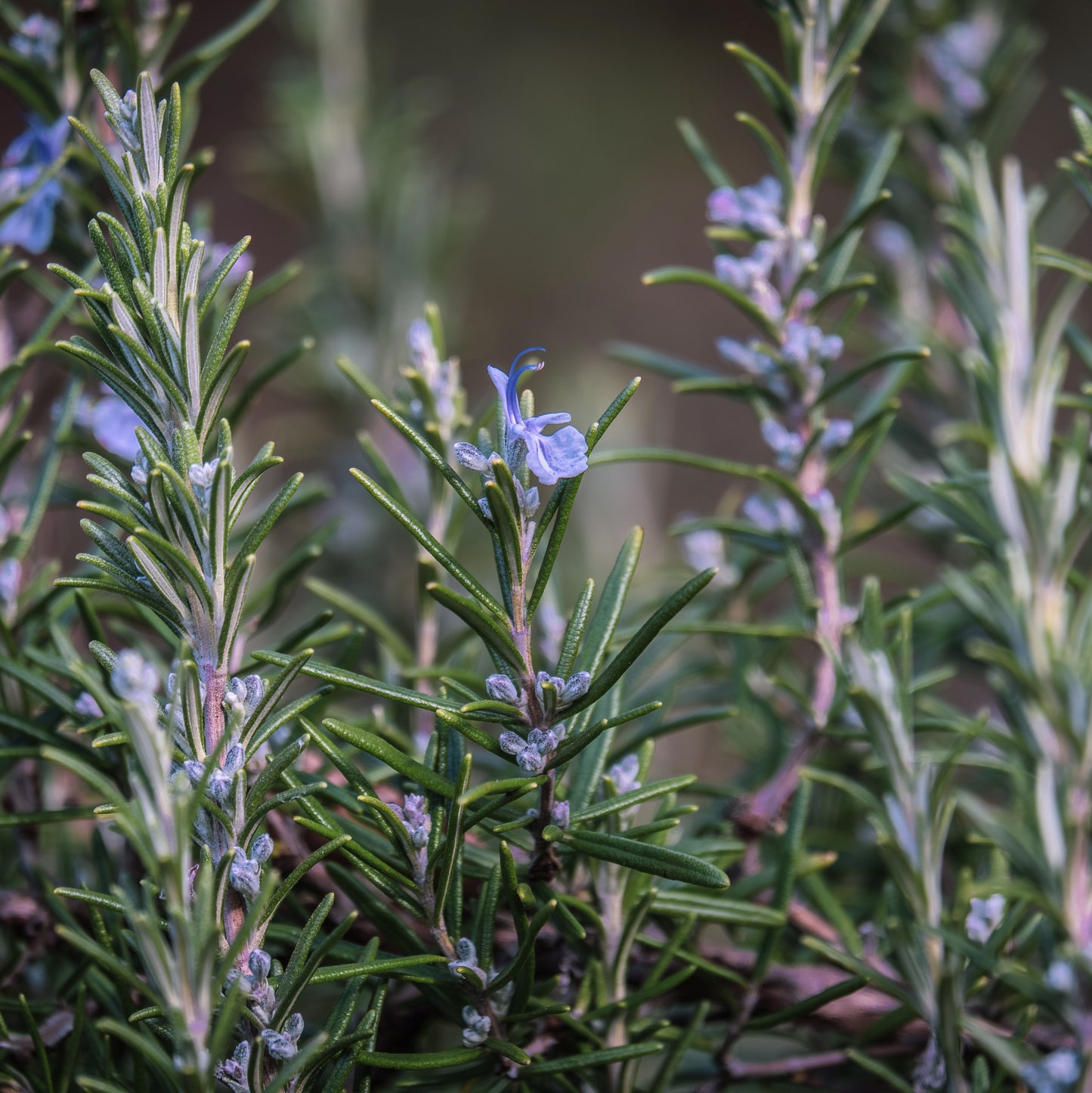 Rosemary Officinalis - 14cm Pot