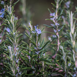 Rosemary Officinalis - 14cm Pot