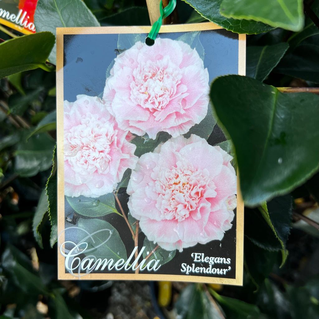 Camellia Japonica Elegans Splendour - 20cm Pot