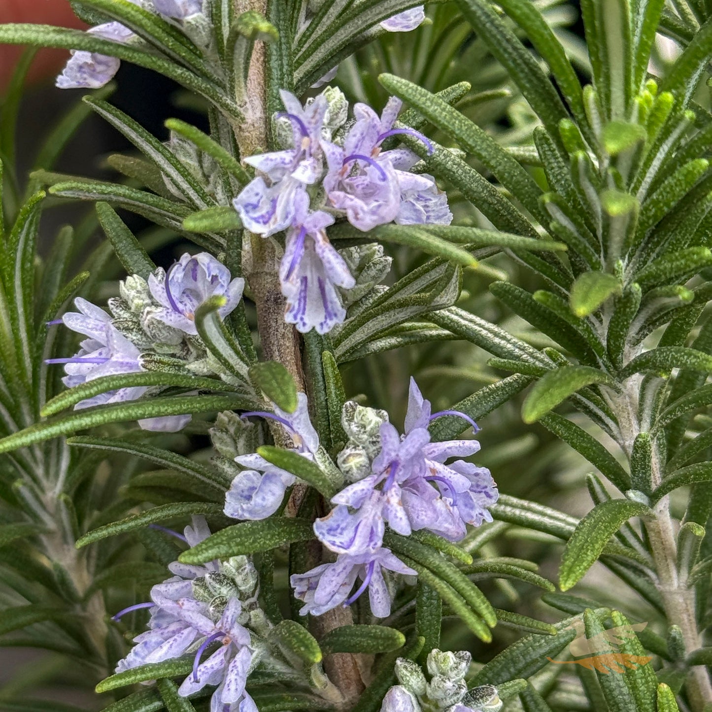 Rosemary Officinalis - 14cm Pot