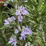 Rosemary Officinalis - 14cm Pot
