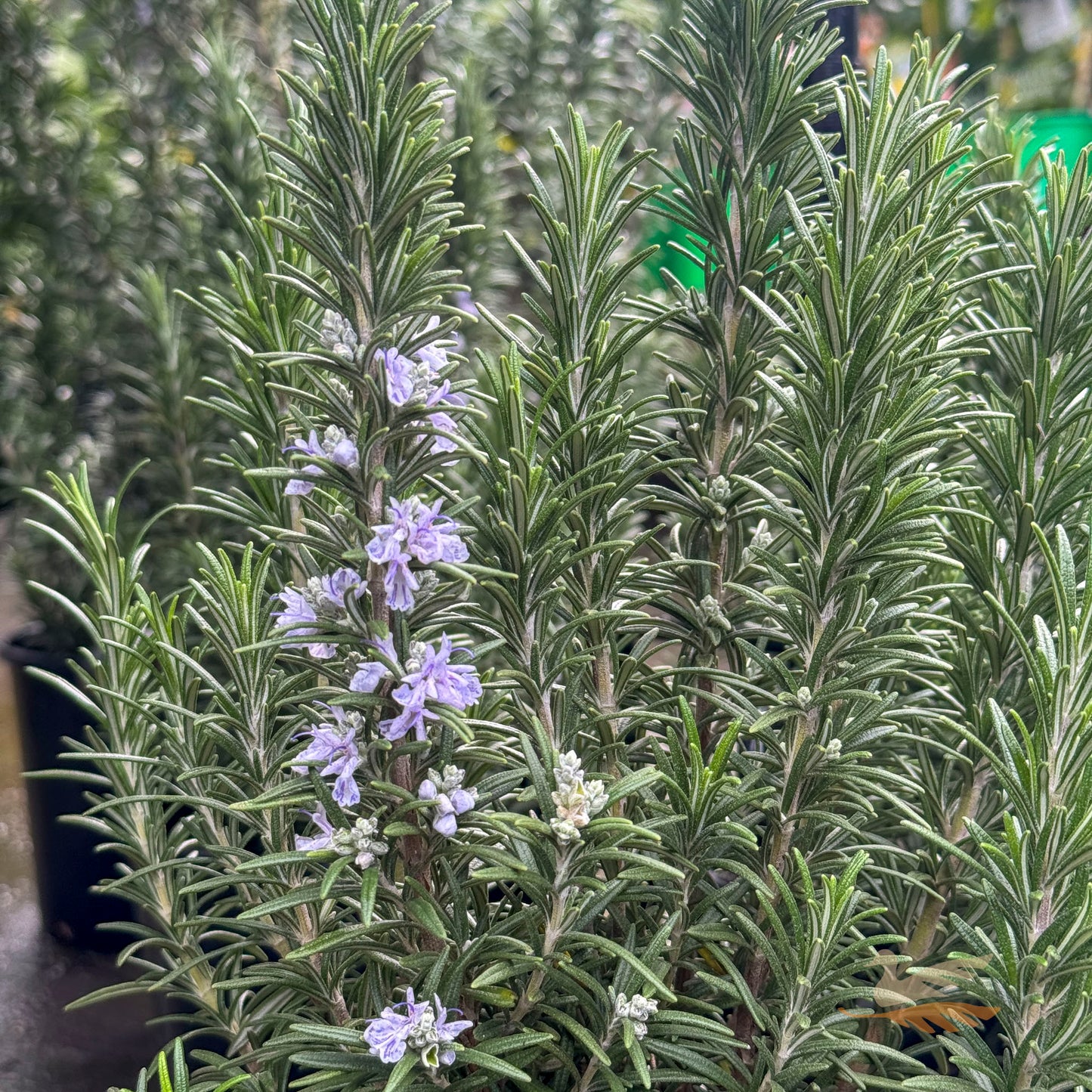 Rosemary Officinalis - 20cm Pot