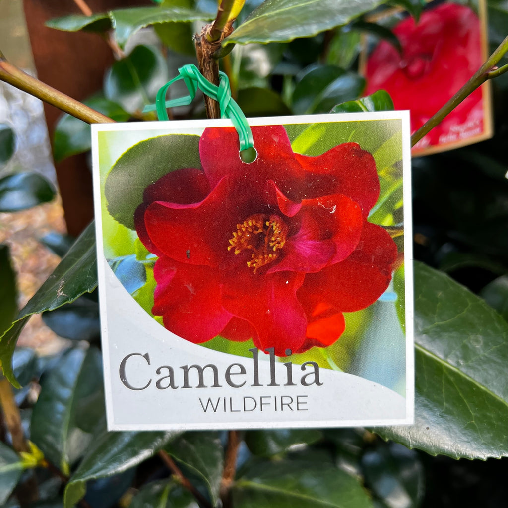 Camellia Japonica Wildfire - 20cm Pot