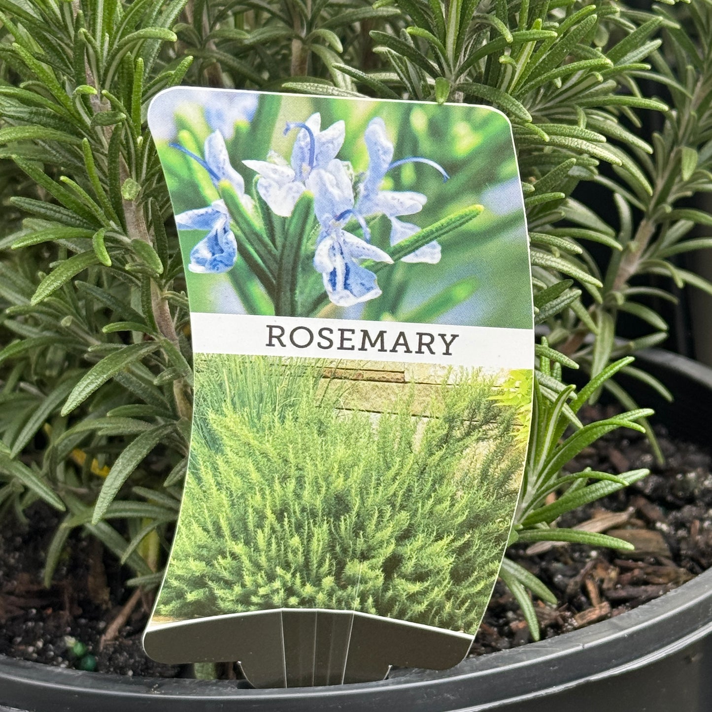 Rosemary Officinalis - 20cm Pot