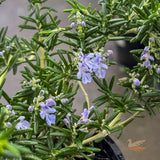 Rosemary Prostratus - 14cm Pot