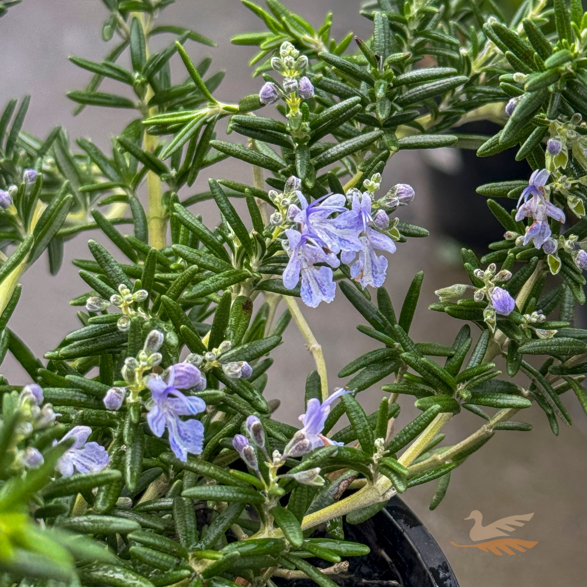 Rosemary Prostratus - 14cm Pot