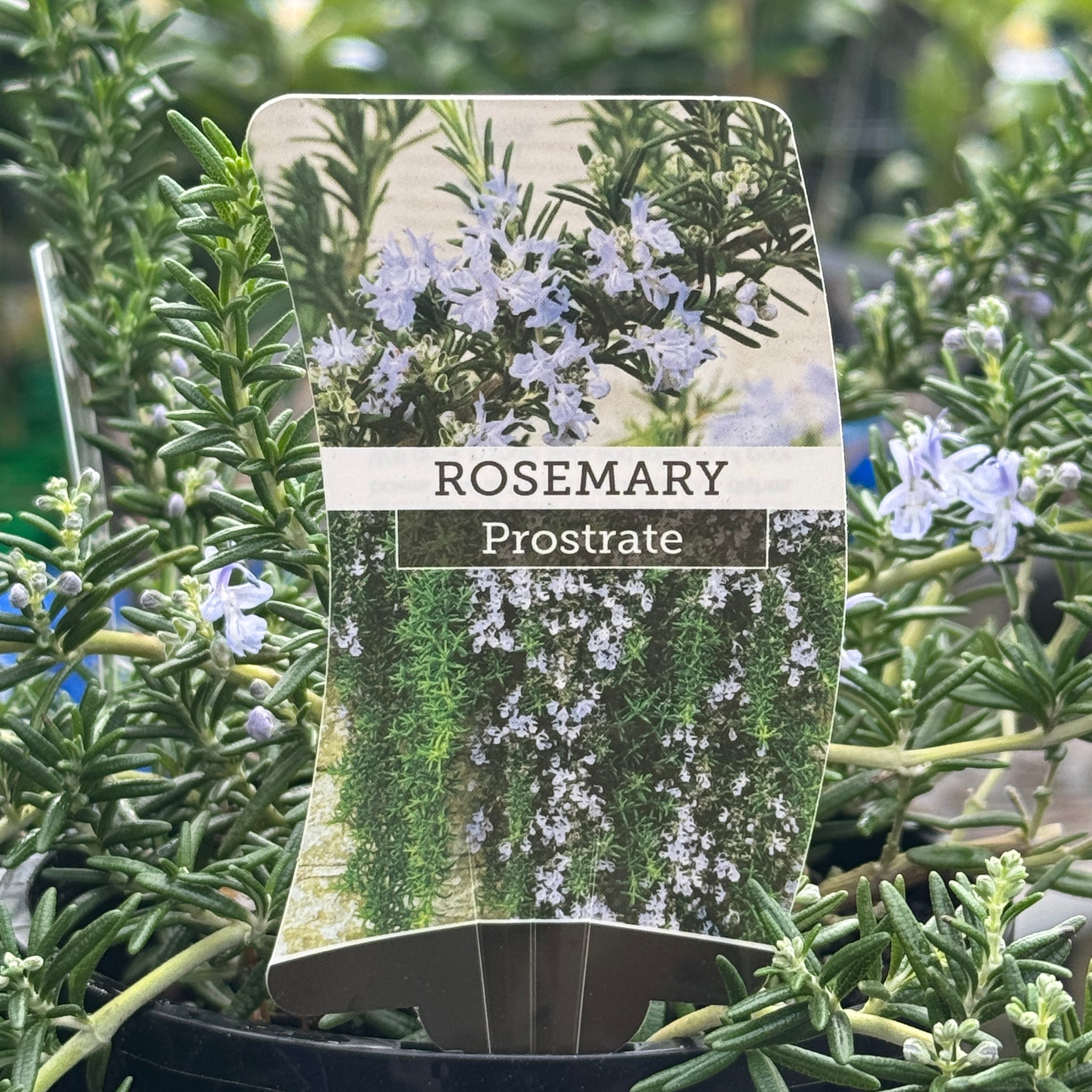 Rosemary Prostratus - 14cm Pot