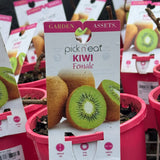 Kiwi Fruit Female - 14cm Pot