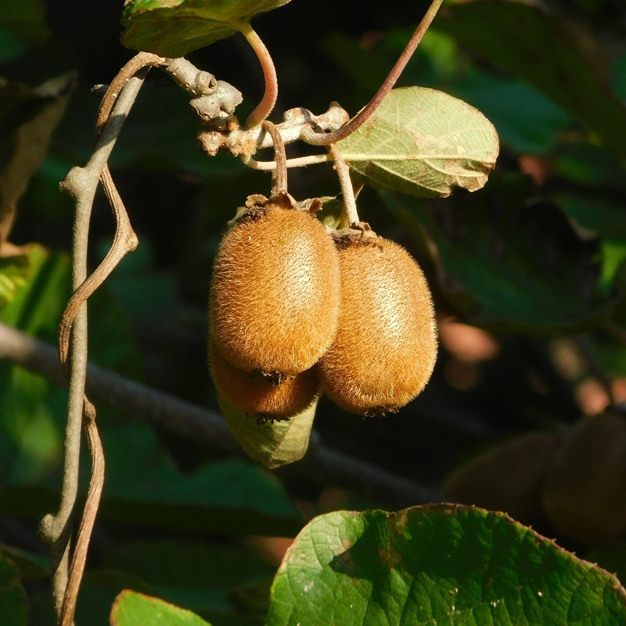 Kiwi Fruit Female - 14cm Pot