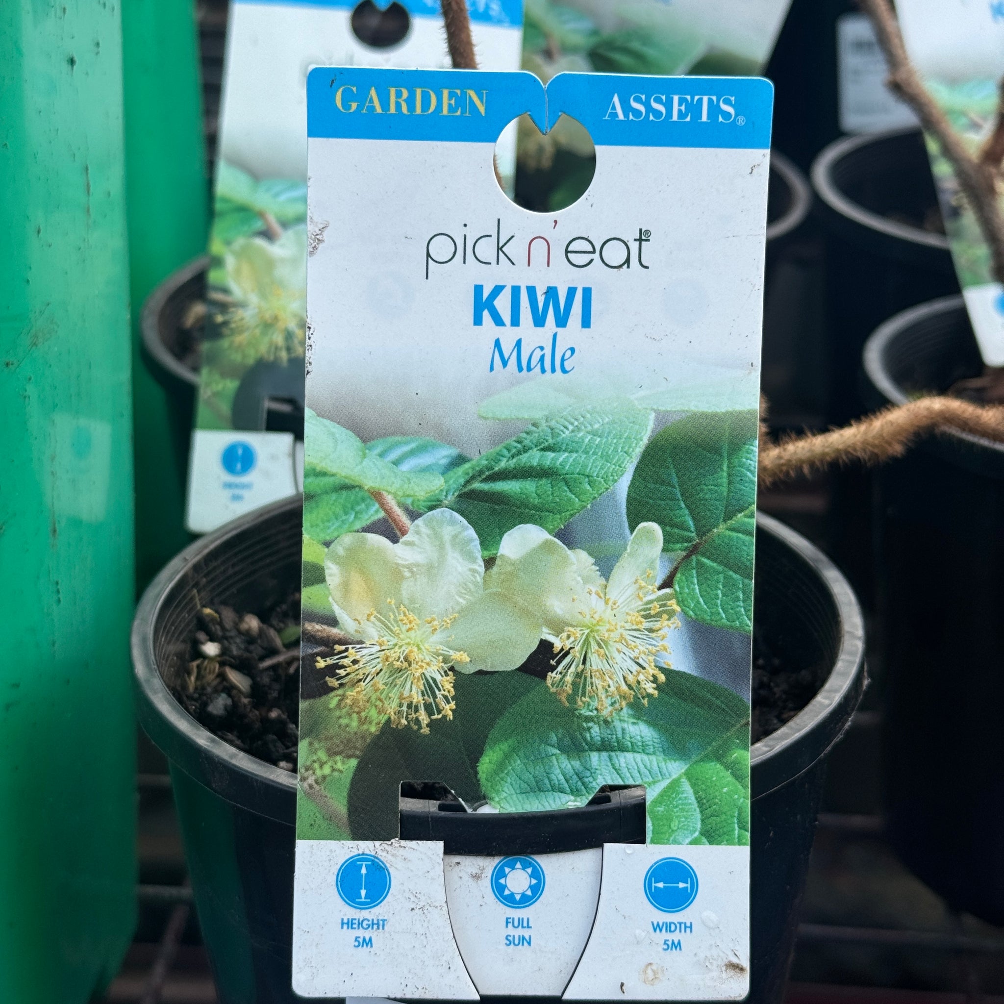 Kiwi Fruit Male - 14cm Pot