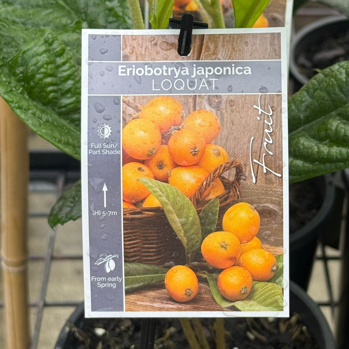 Loquat Eriobotrya Japonica - 14cm Pot
