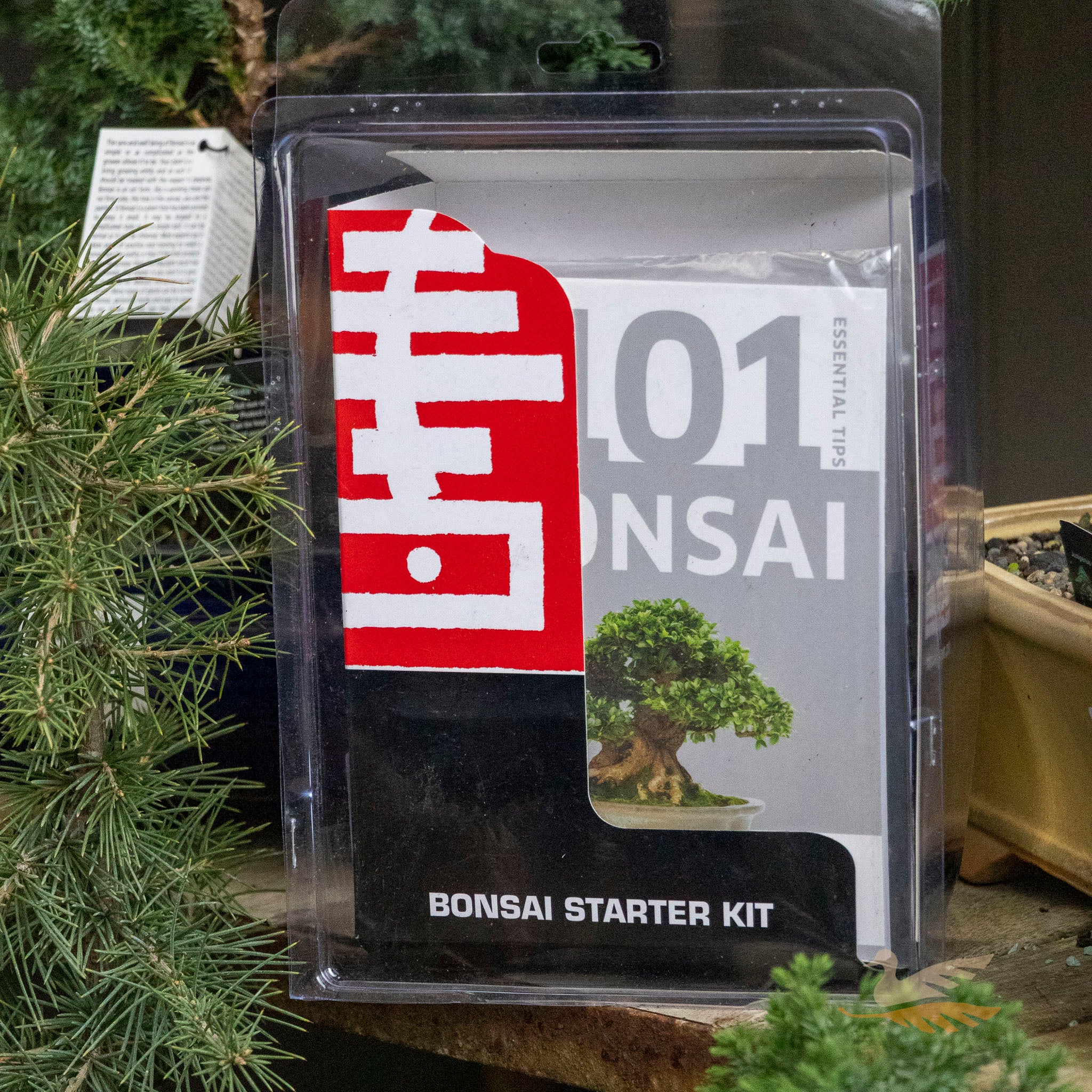 Bonsai Starter Kit