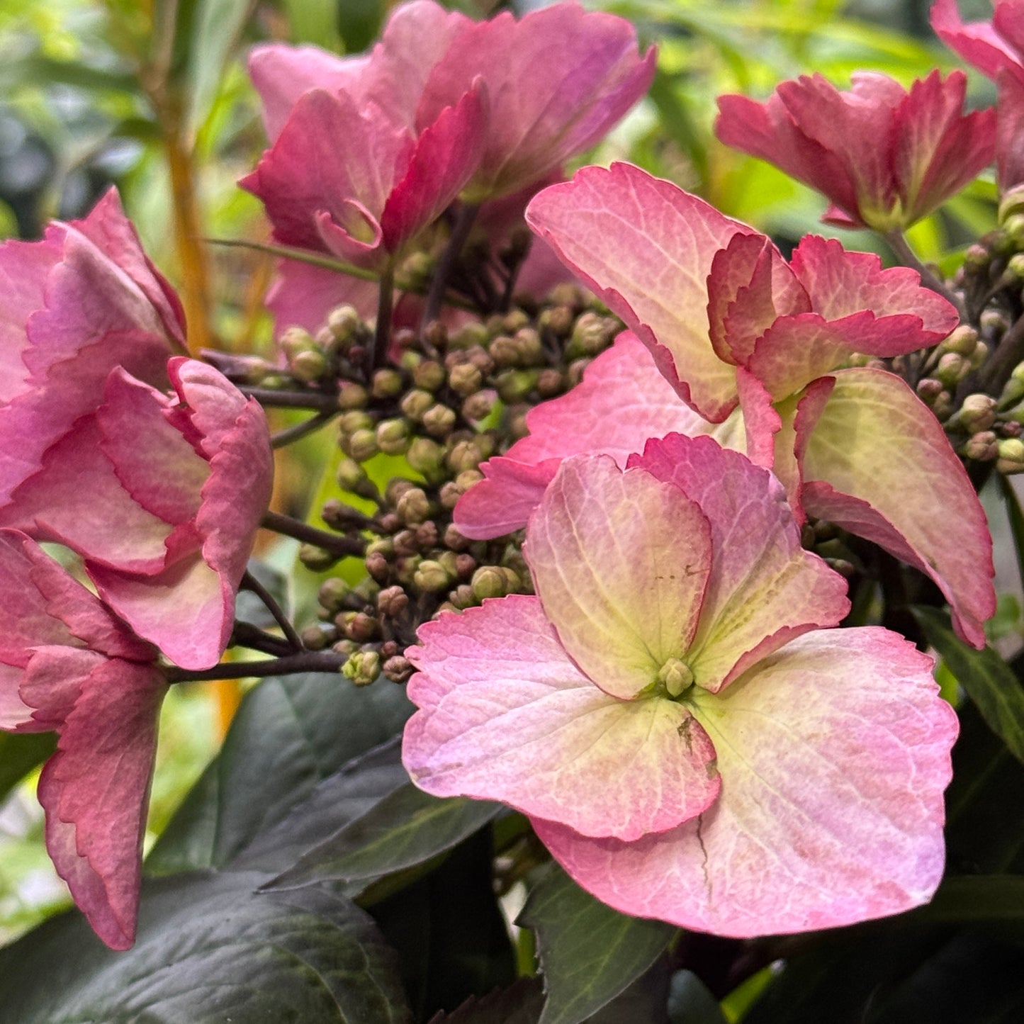 Hydrangea Trail Blazer Giant Pink - 20cm Pot