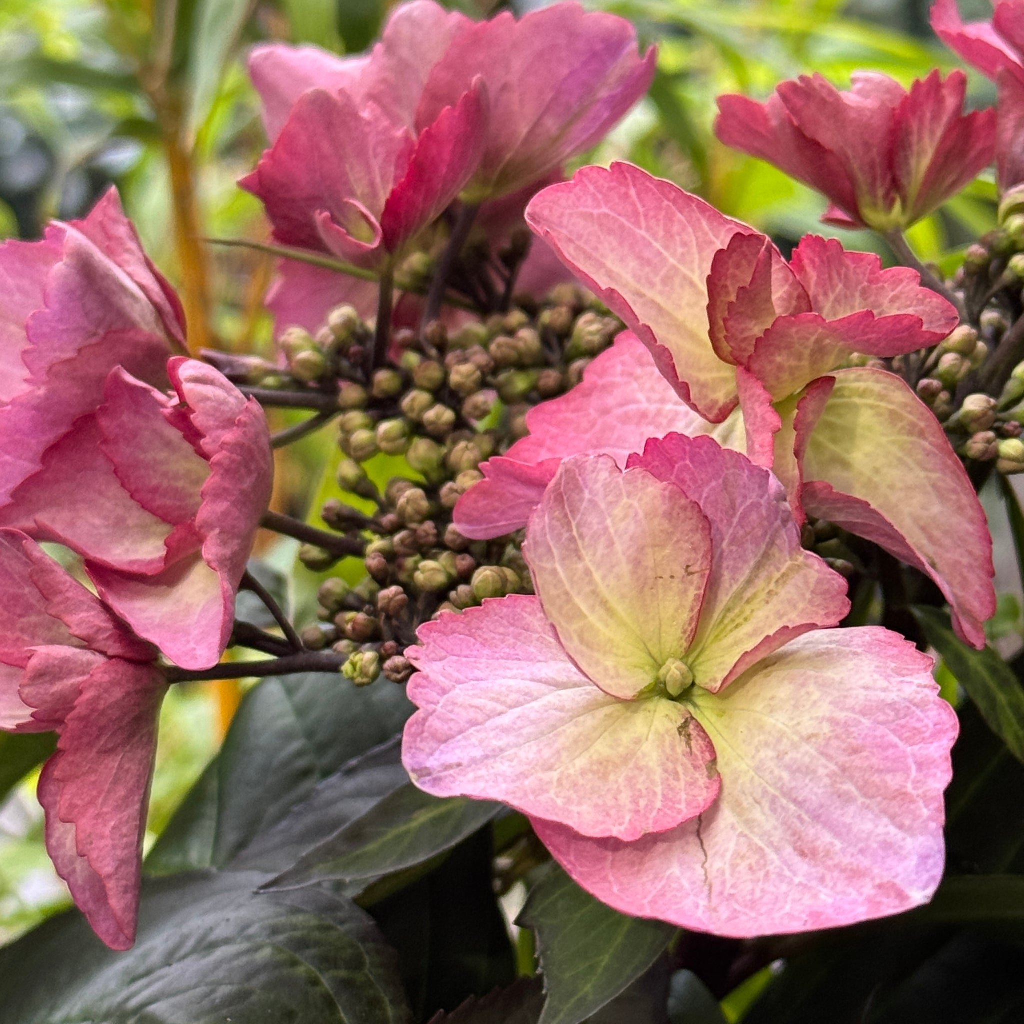 Hydrangea Trail Blazer Giant Pink - 20cm Pot
