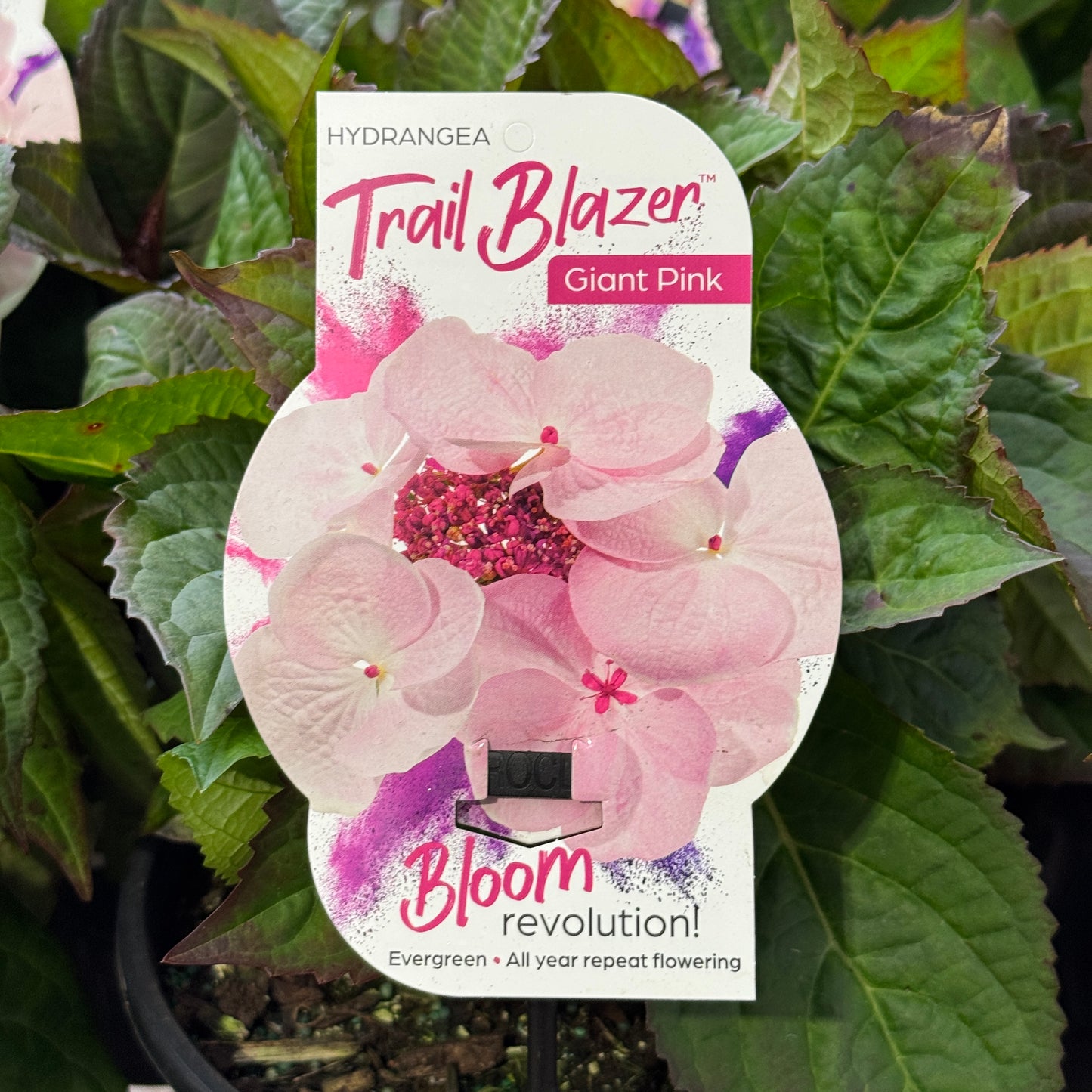 Hydrangea Trail Blazer Giant Pink - 20cm Pot