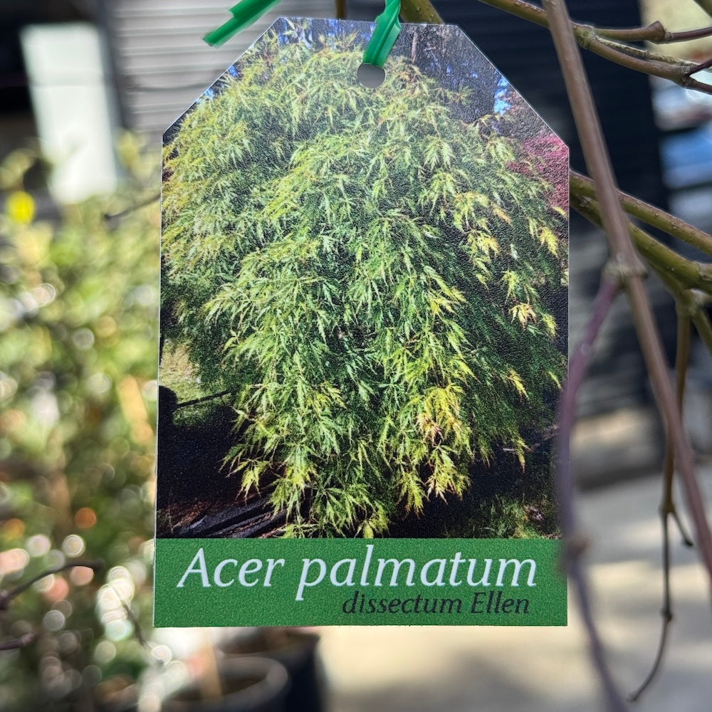 Acer Ellen - 50cm Pot