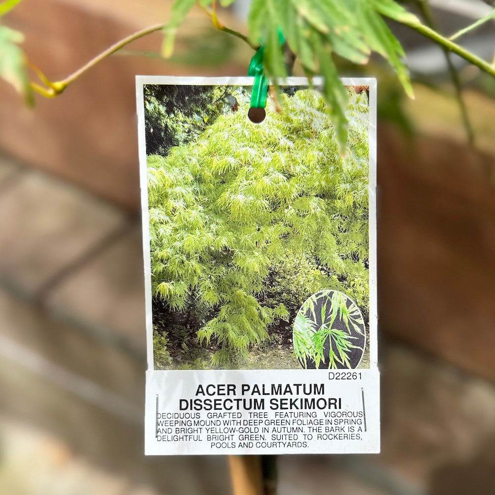 Acer Sekimori - 50cm Pot