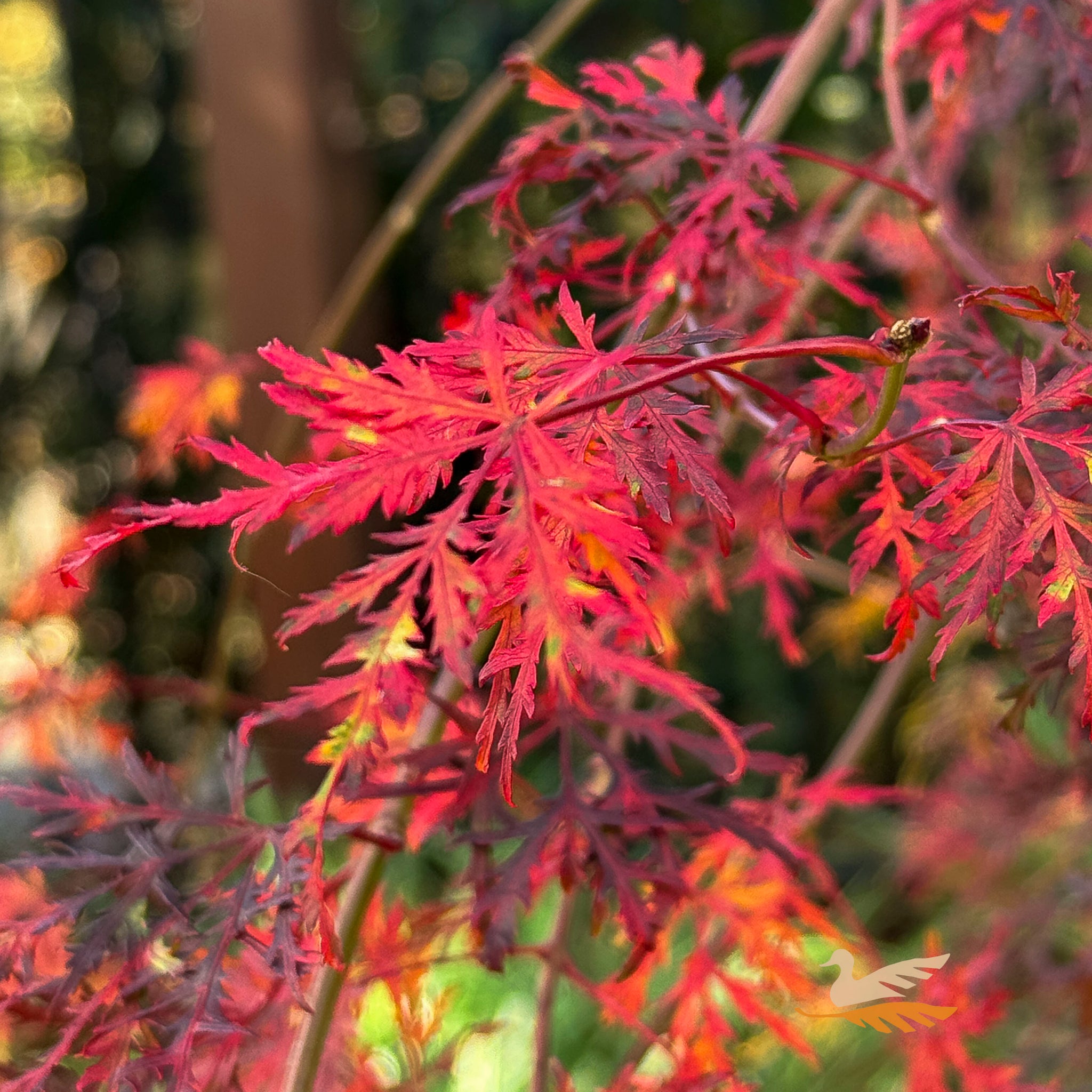 Acer Emerald Lace - 30cm Pot