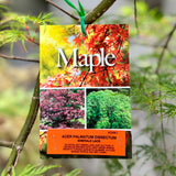 Acer Emerald Lace - 30cm Pot