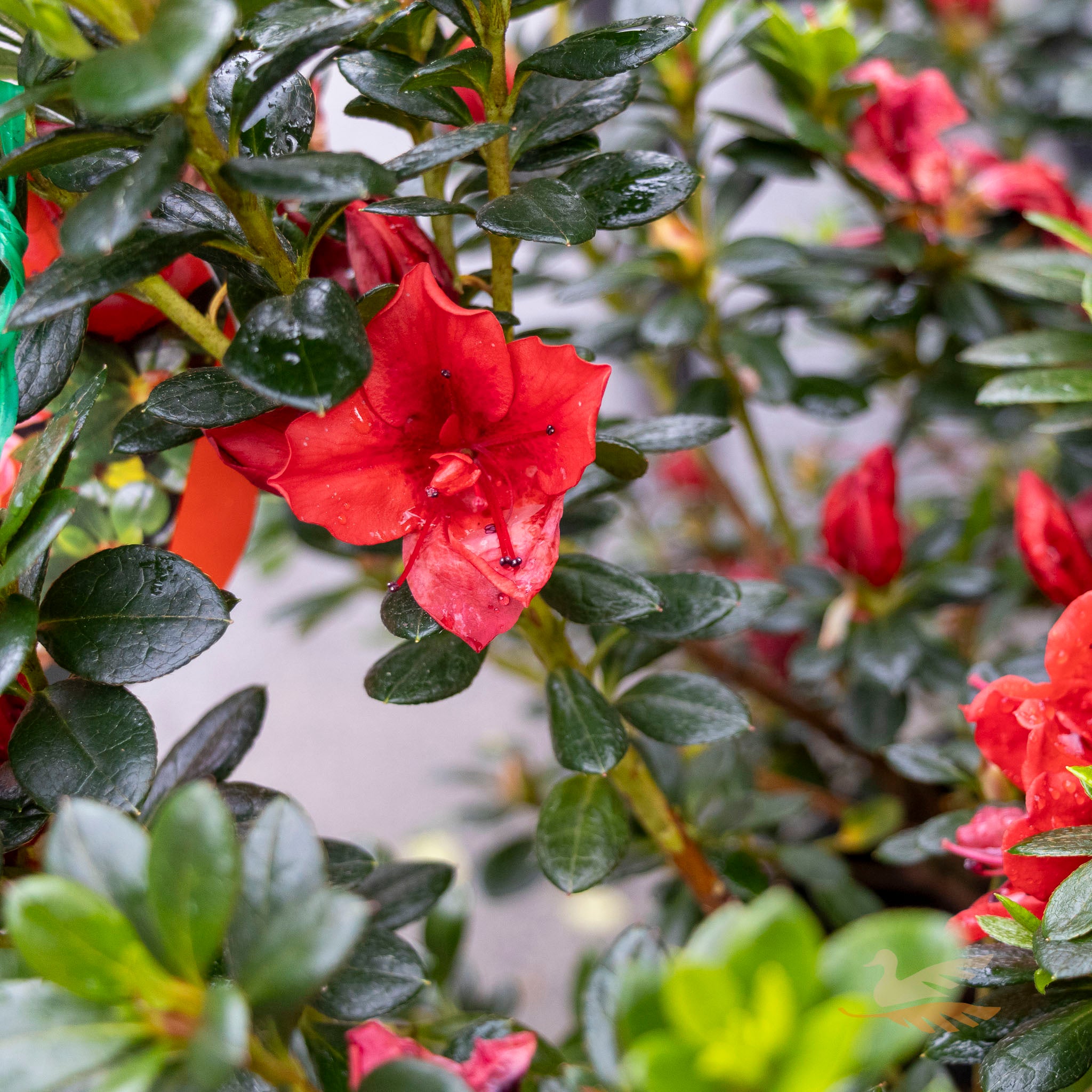 Azalea Scarlet Dragon - 17cm Pot