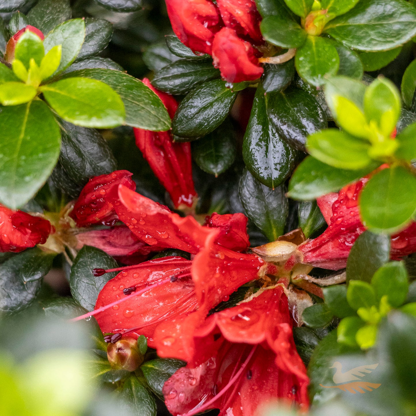 Azalea Scarlet Dragon - 17cm Pot