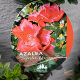Azalea Scarlet Dragon - 17cm Pot