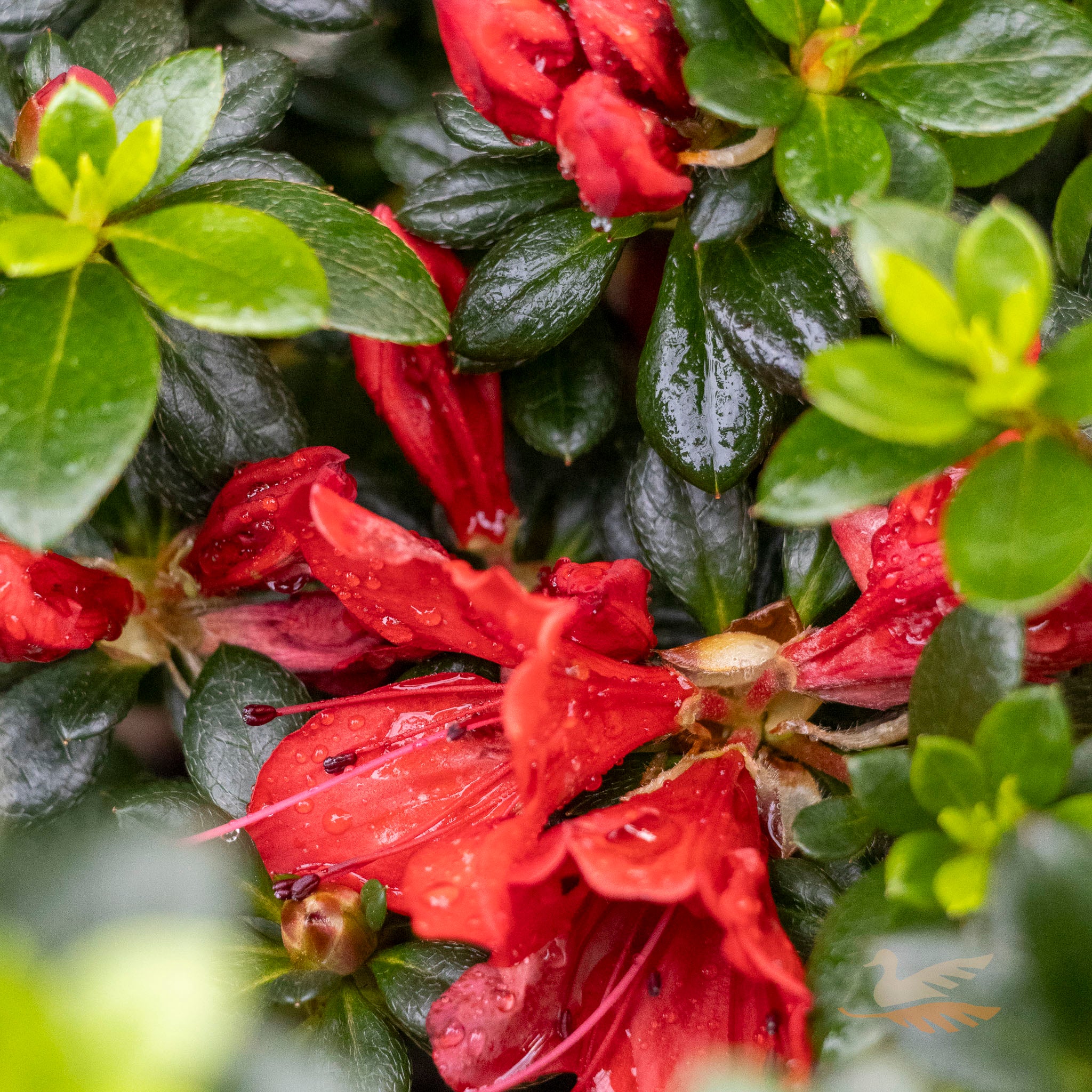 Azalea Scarlet Dragon - 25cm Pot
