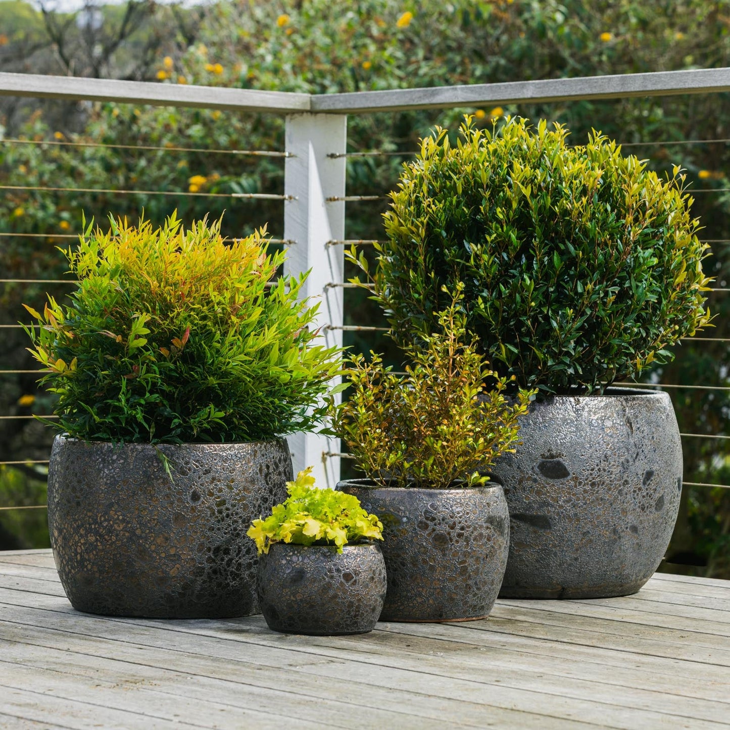Brax Bowl -