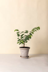 Fleur Pot -