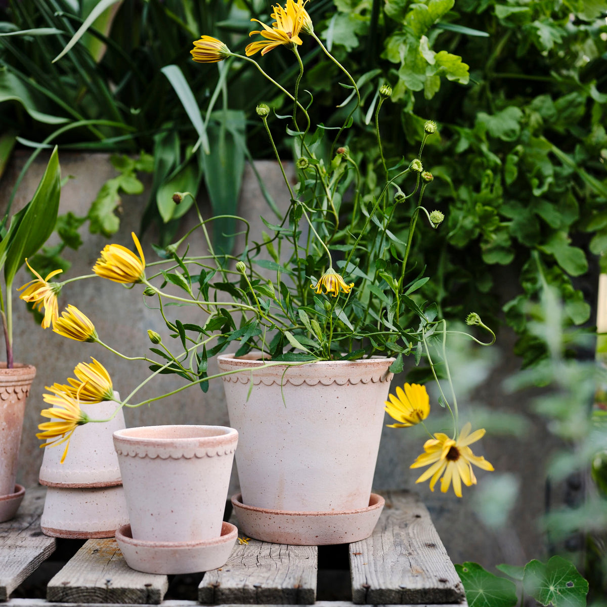 Helena Pot -