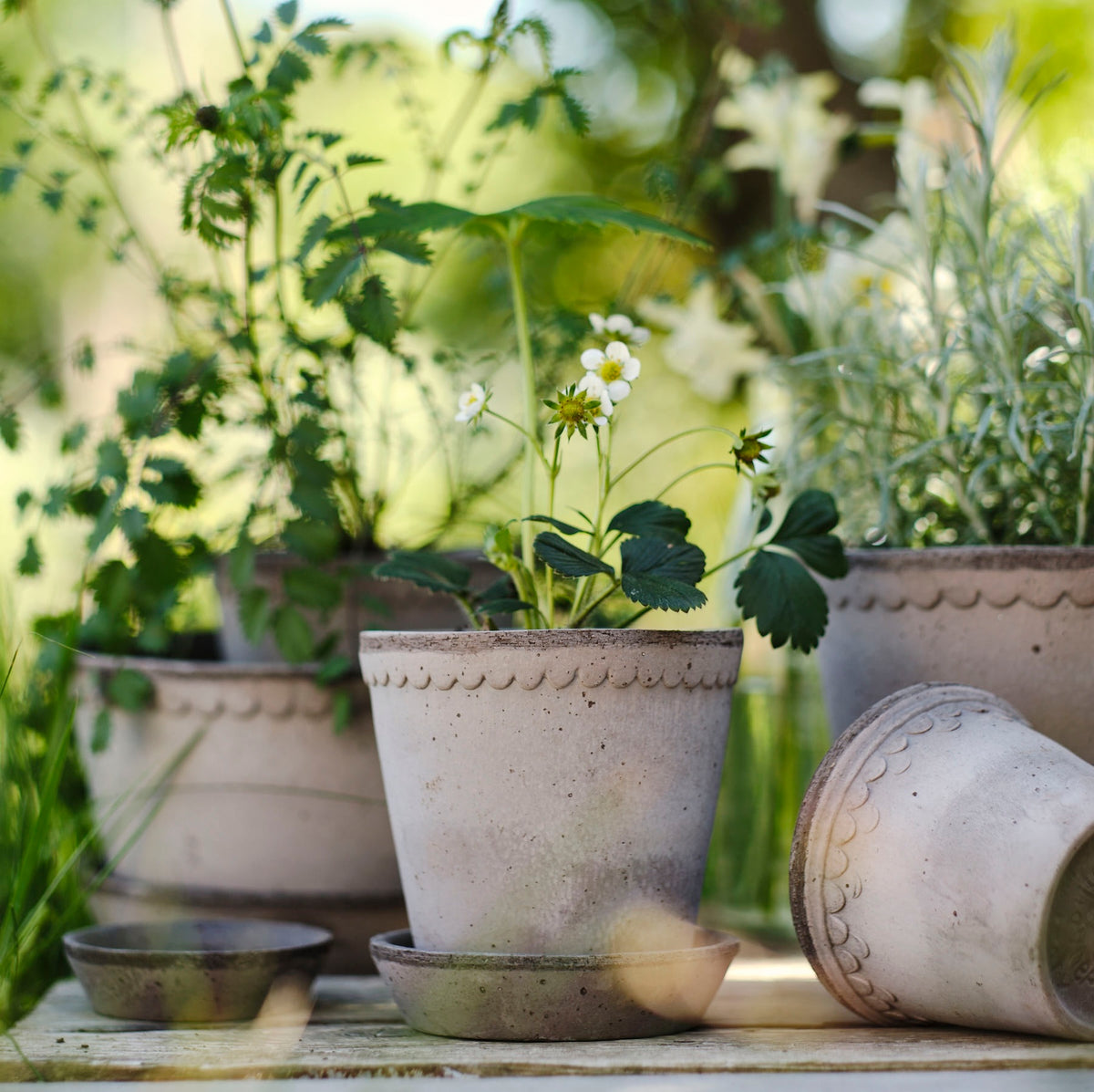 Helena Pot -