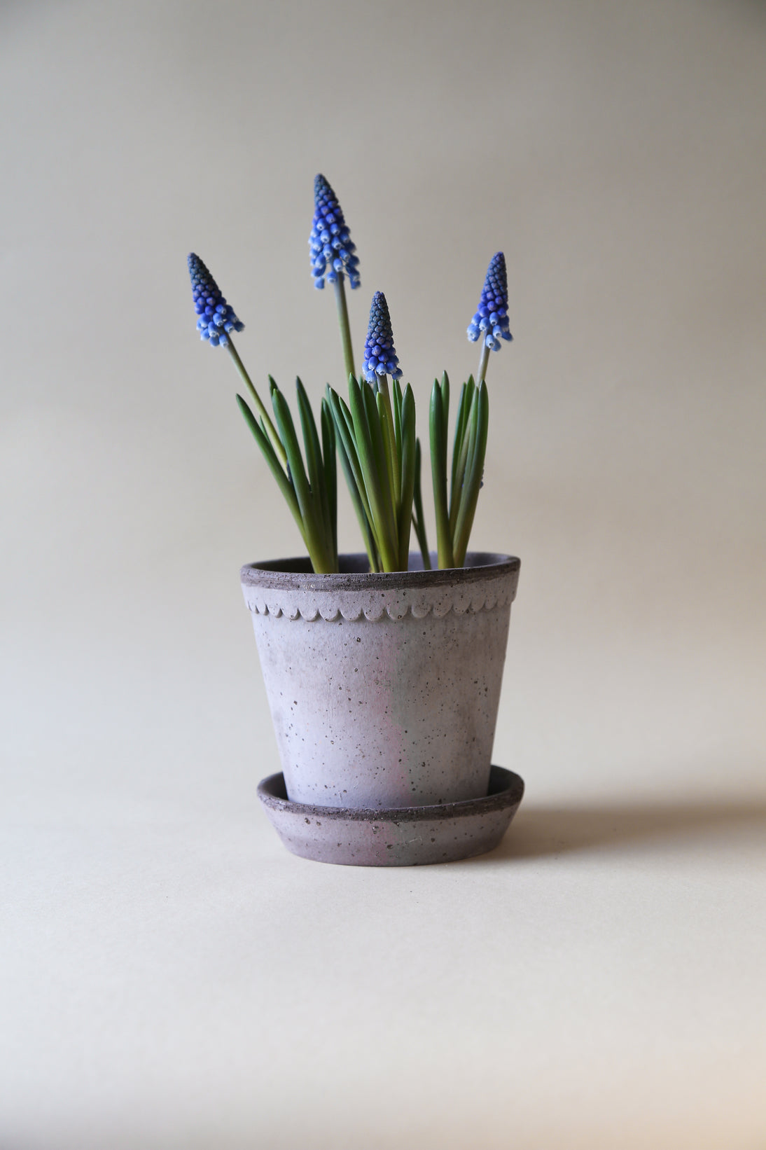 Helena Pot -