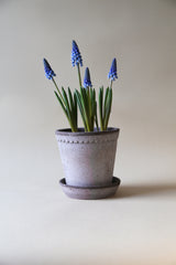 Helena Pot -