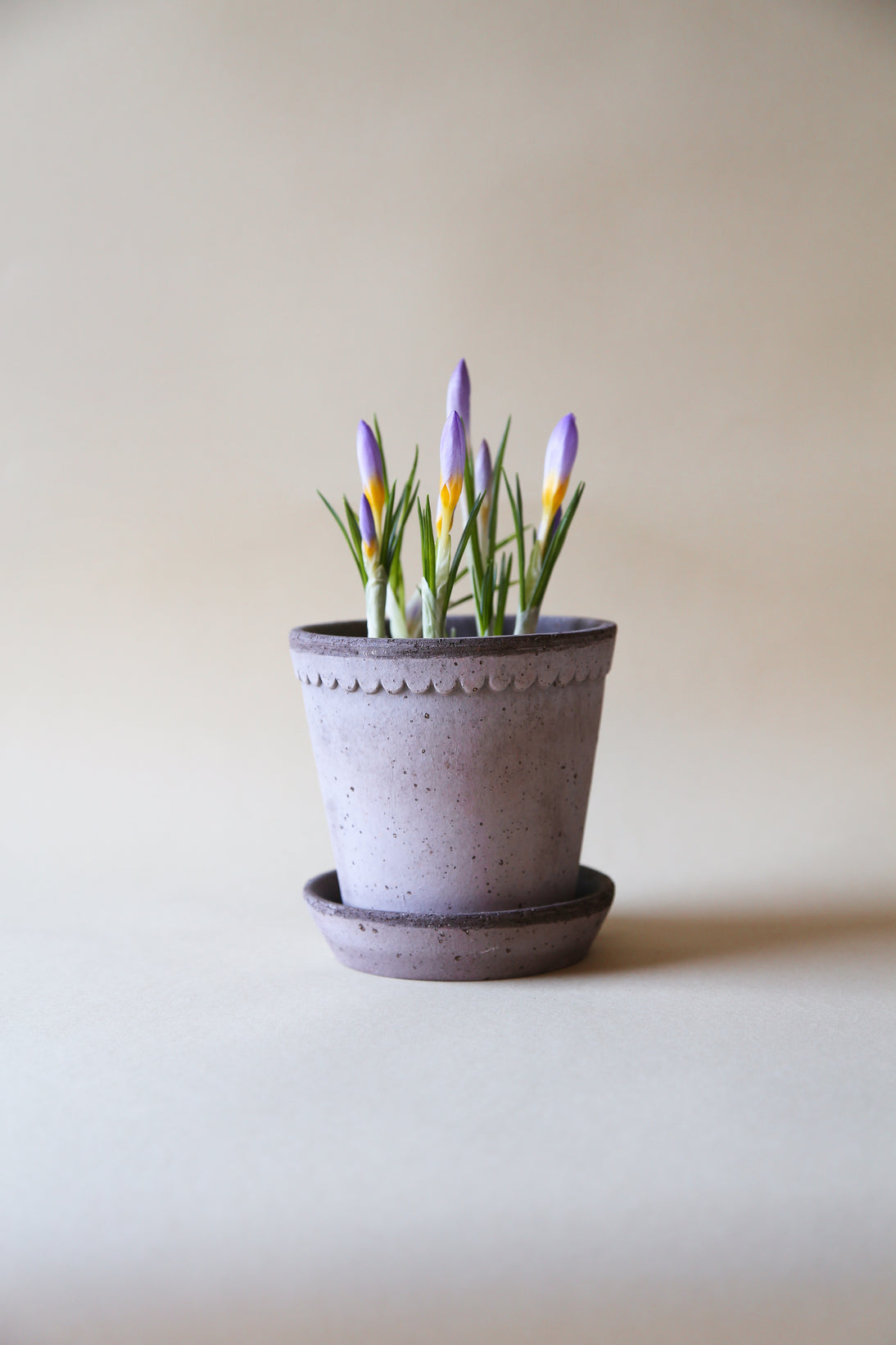 Helena Pot -