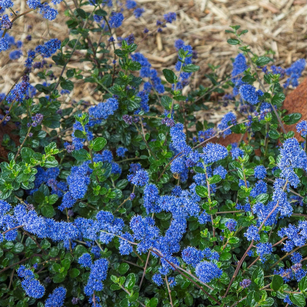 Ceanothus Pacific Wave - 14cm Pot