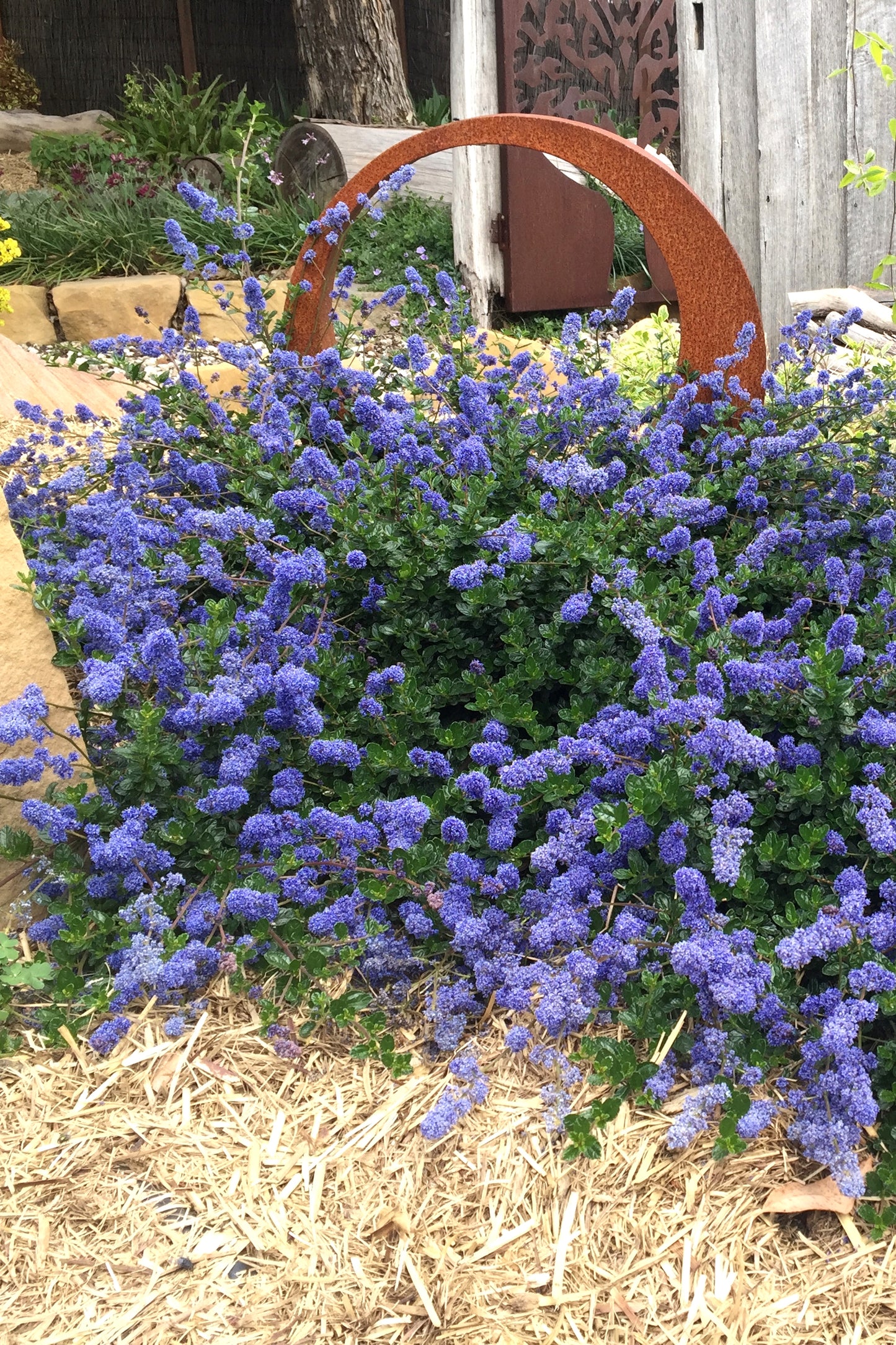 Ceanothus Pacific Wave - 14cm Pot
