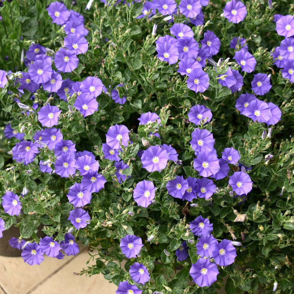 Convolvulus Purple Rippled Moon - 14cm Pot