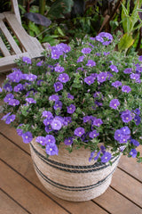 Convolvulus Purple Rippled Moon - 14cm Pot