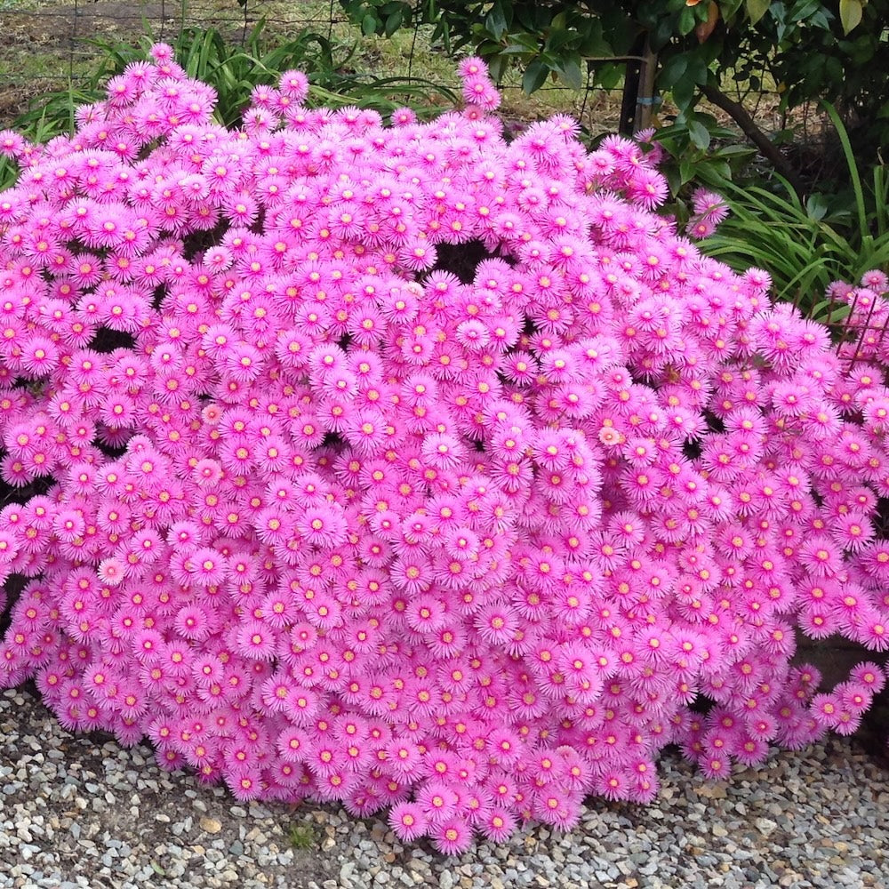 Lampranthus Pink Explosion - 14cm Pot
