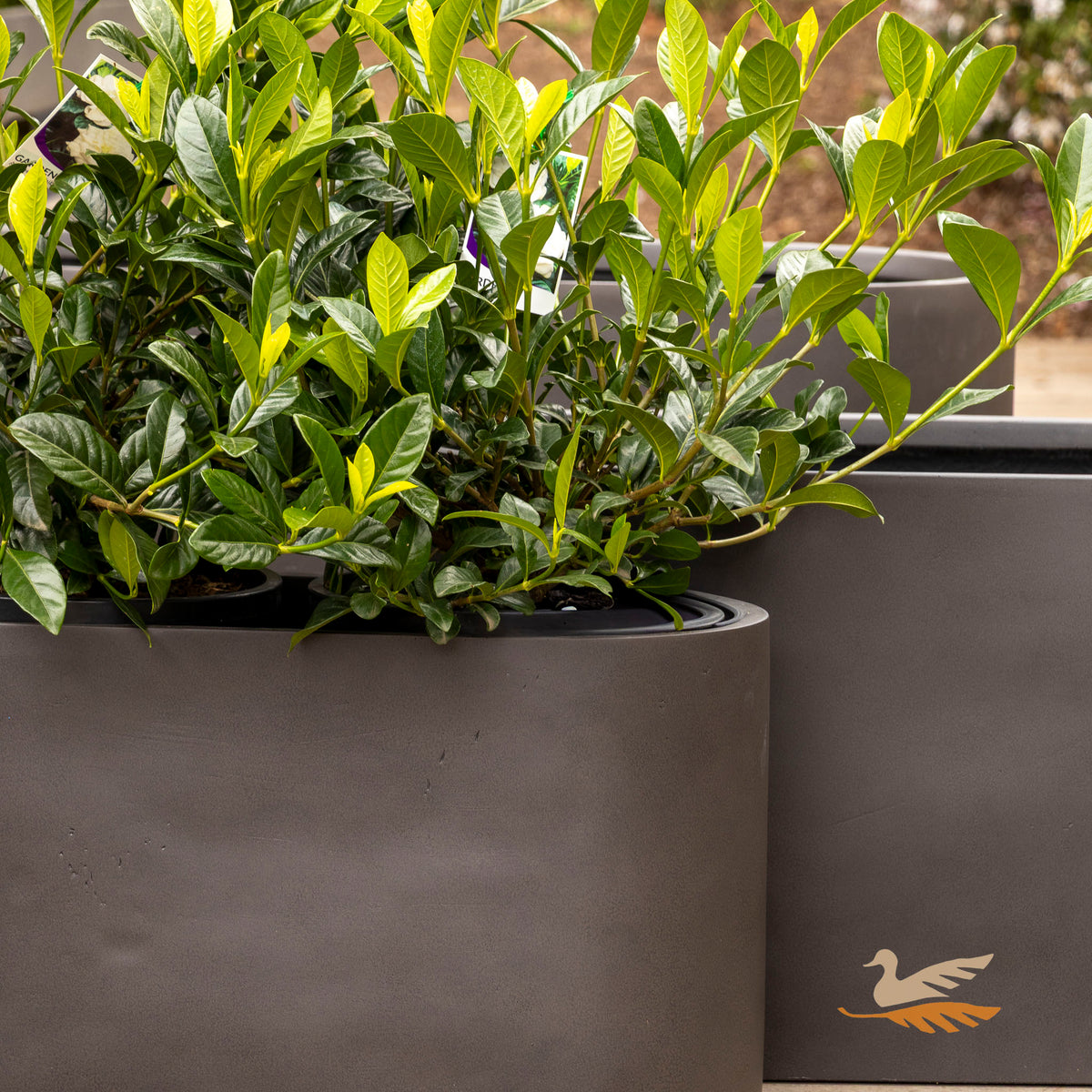 Satine Slot Pot -