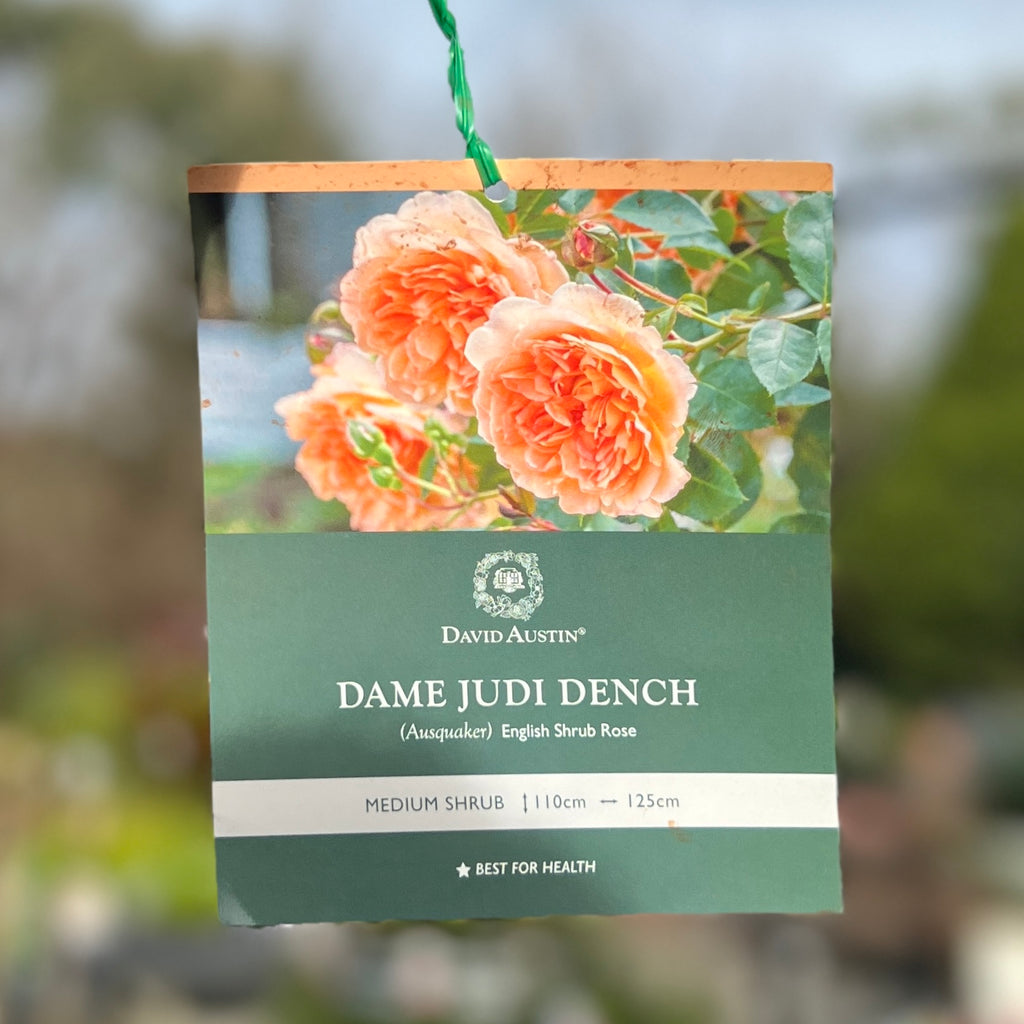 David Austin Bush Rose Dame Judi Dench - 20cm Pot